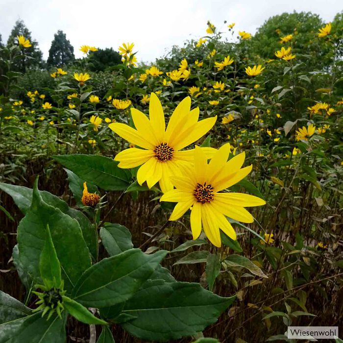 Hoch ragen die goldgelben Sonnensterne der Topinamburblüten empor. Nur dem Kundigen verraten sie ihre nahrhaften Wurzeln.