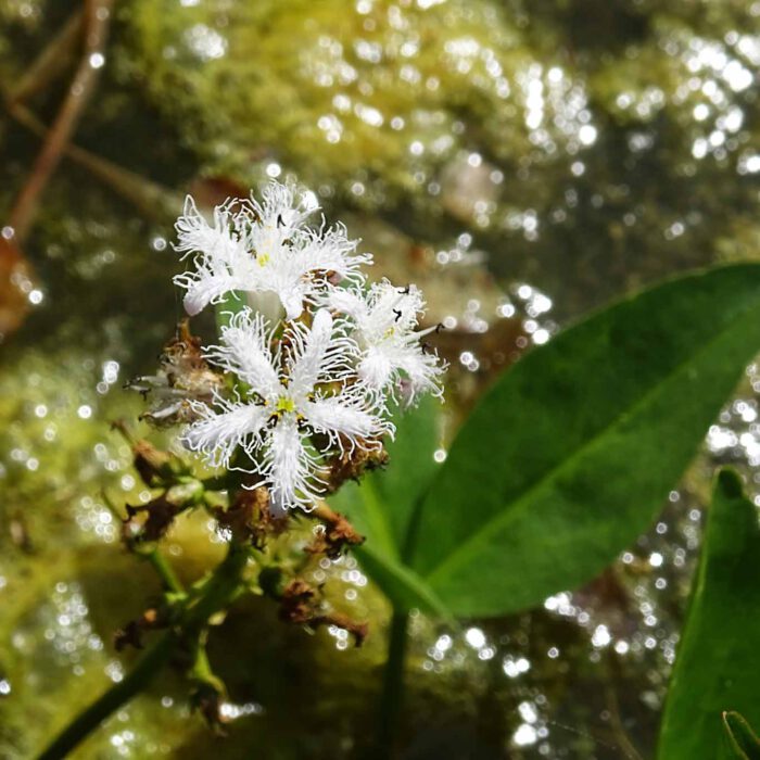Fieberklee ist eine alte Heilpflanze der Volksmedizin. Er wird auch als Bitterklee bezeichnet.
