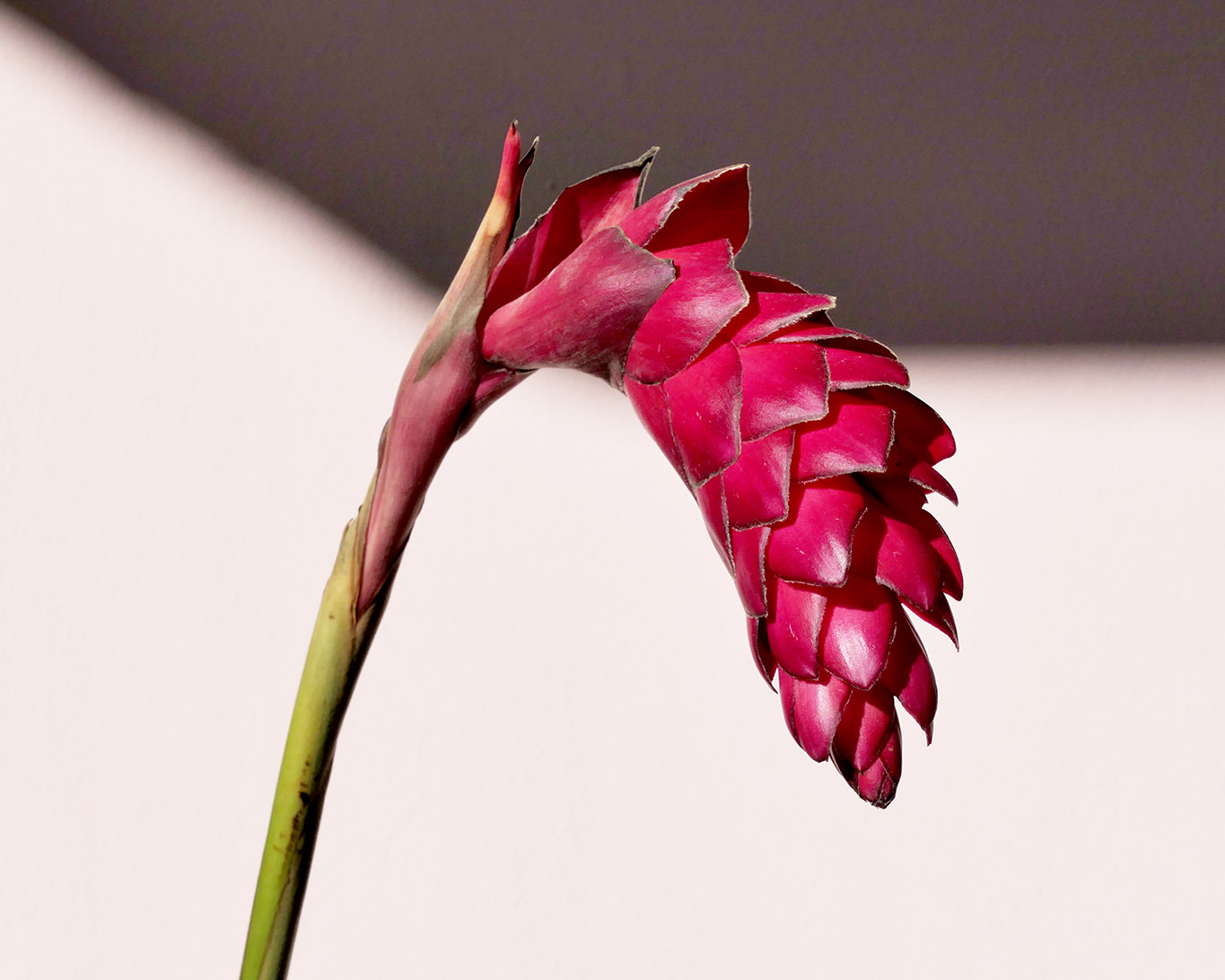 Artifiziell anmutende Blüte des Ingwer