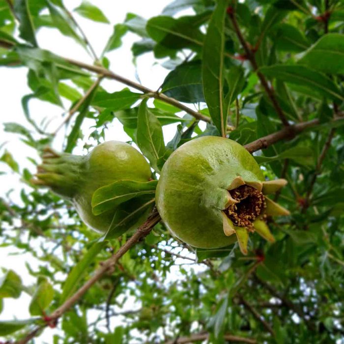 Noch sind die Granatäpfel grün. Die typische Erntezeit ist von September bis Dezember.
