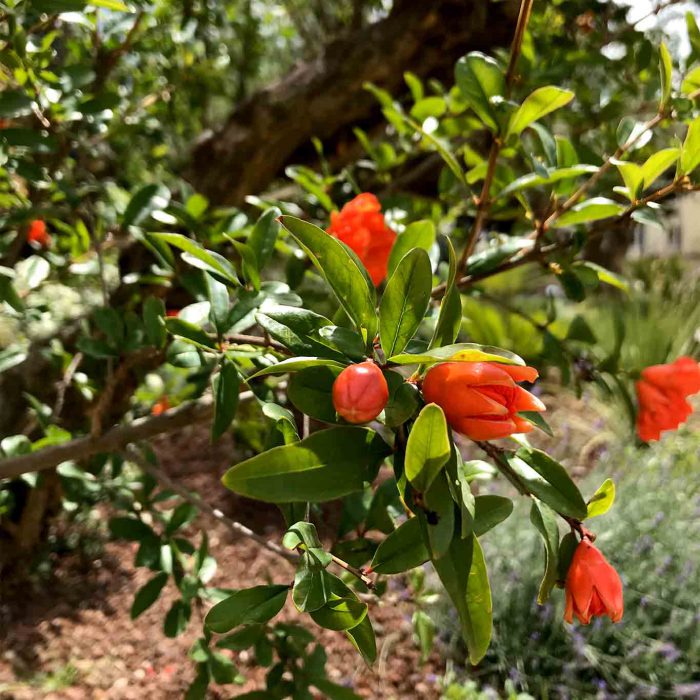 Orientalische Gärten schmücken sich mit den roten Blüten des Granatapfelbaumes.