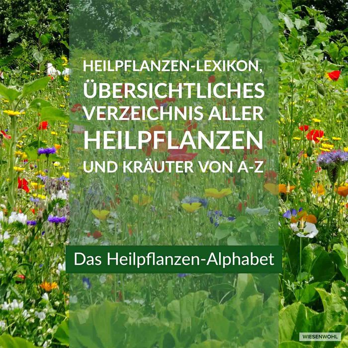 Heilpflanzen-Alphabet Banner Wiesenwohl oct19: Alle Heilpflanzen und Heilkräuter für Kräutertees und Anwendungen von A-Z, ABC-Wiesenewohl