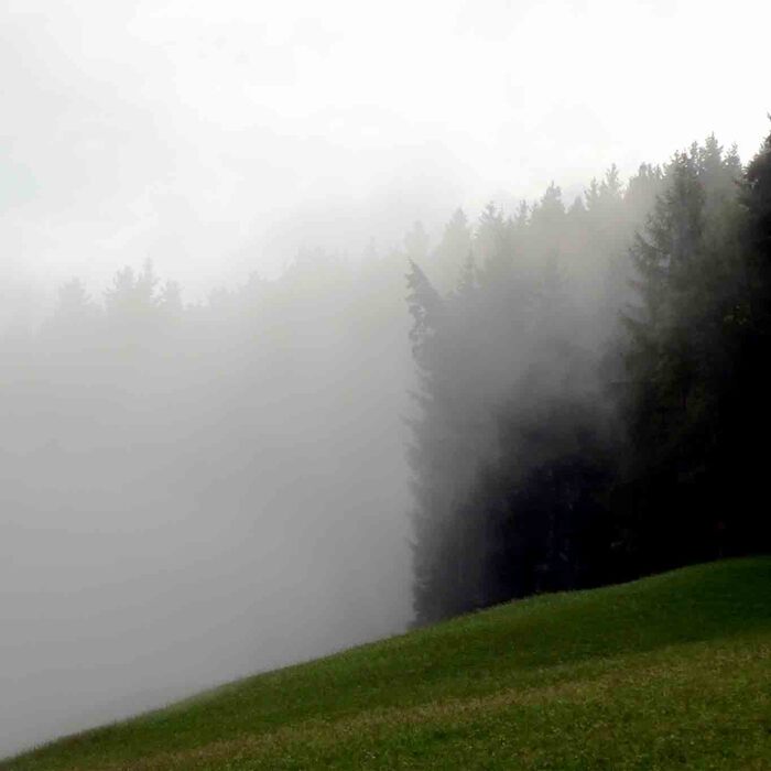 Nebel am Wald in der Nähe von Stams.
