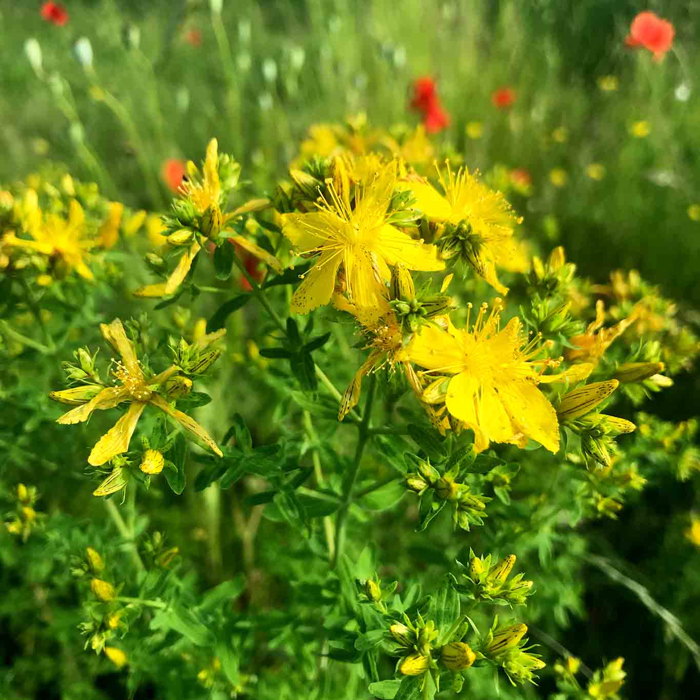 Den Höhepunkt des Jahres feiern: Mitsommer