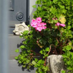 Rosablühende Pelargonien als Vorgartenschmuck auf einer Haustreppe in Övelgönne.