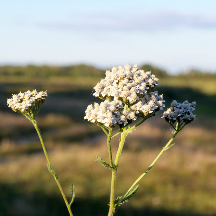 Schafgarbe war die Arzneipflanze des Jahres 2025.