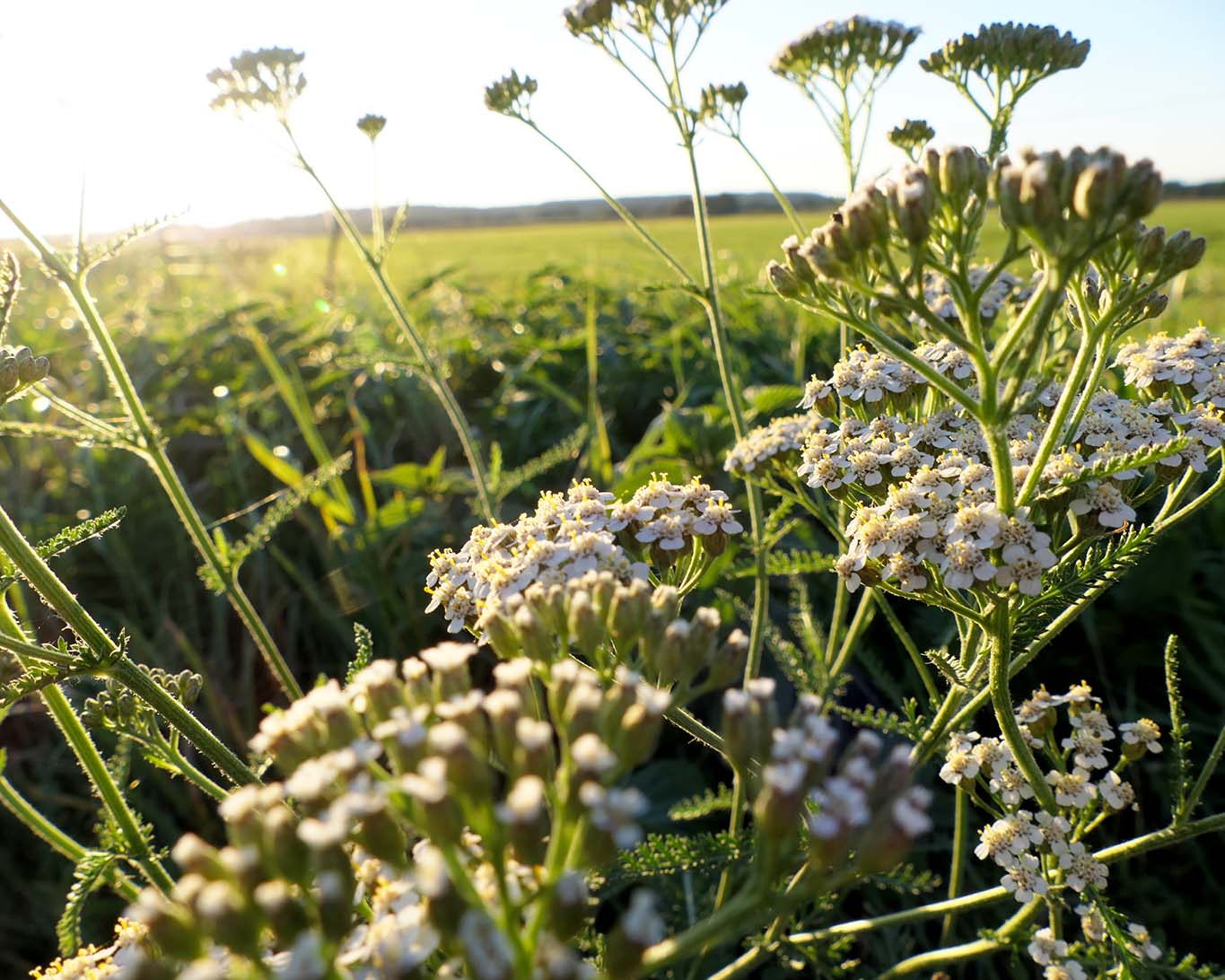 Schafgarben bevorzugen Wiesenränder, wo sie Luft zum Atmen haben.