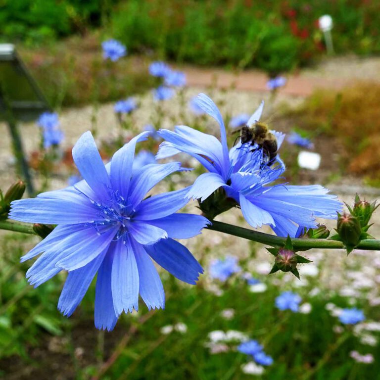 Heilpflanze des Jahres 2020 die Wegwarte oder auch Zichorie genannt im Botanischen Garten der Universität Kiel.