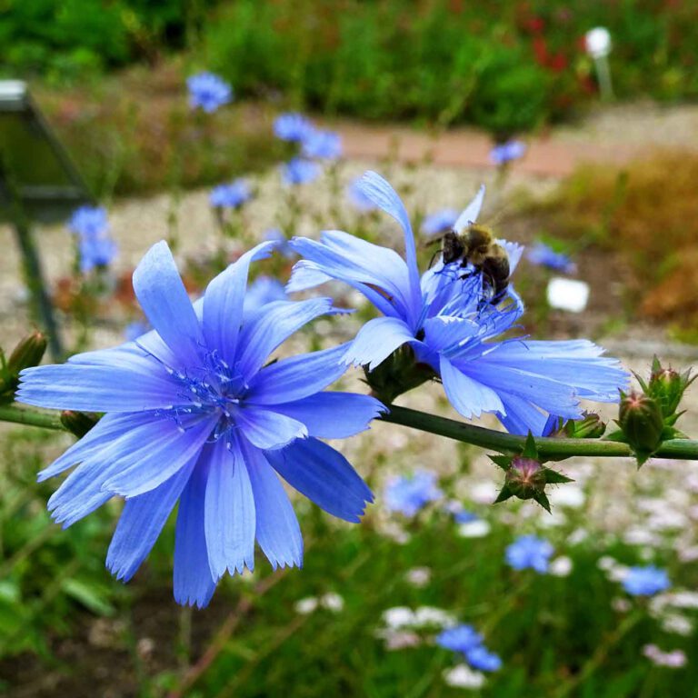 Heilpflanze des Jahres 2020: Wegwarte – Cichorium intybus