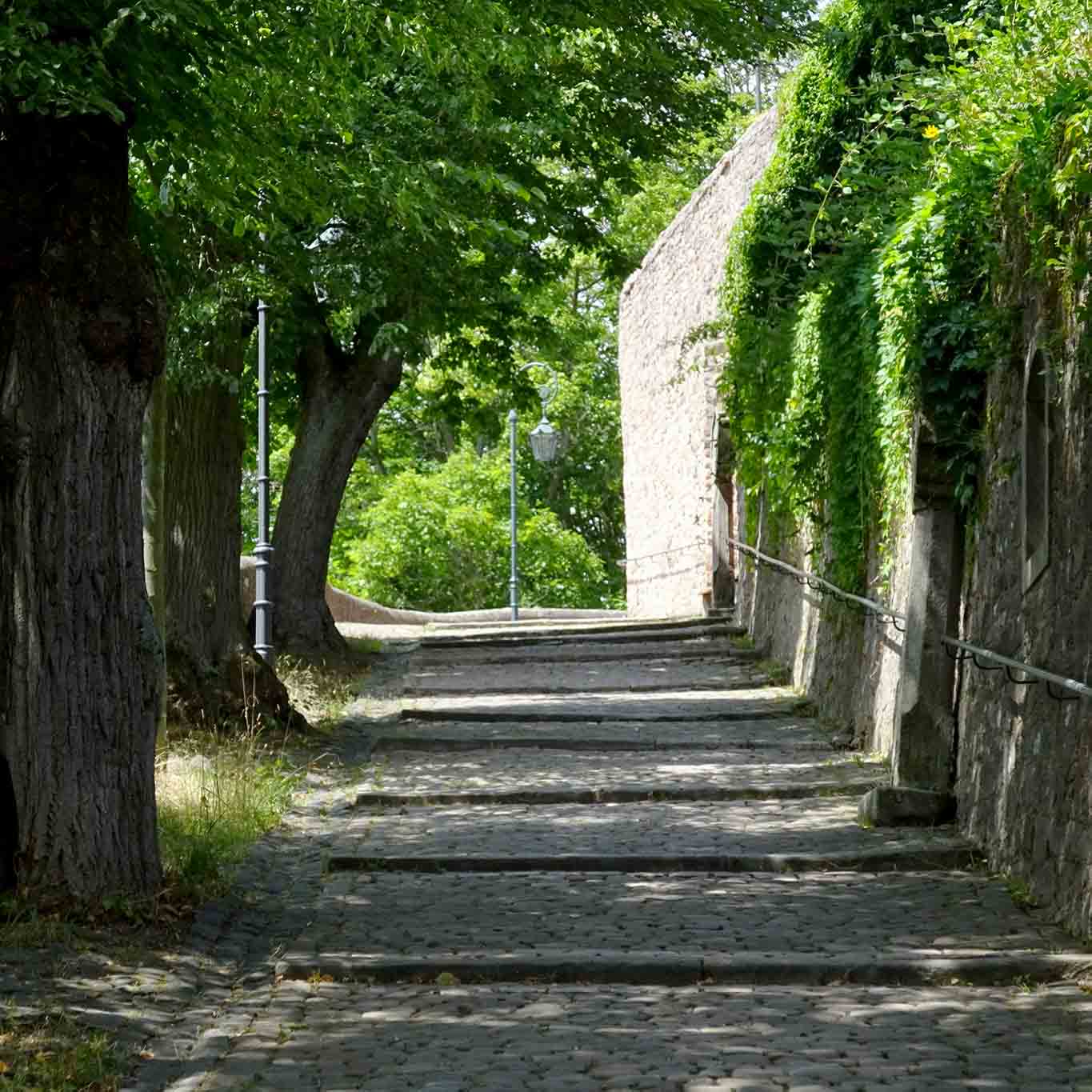 Der gepflasterte Weg im Lindenschatten zum Franziskanerkloster auf dem Frauenberg.