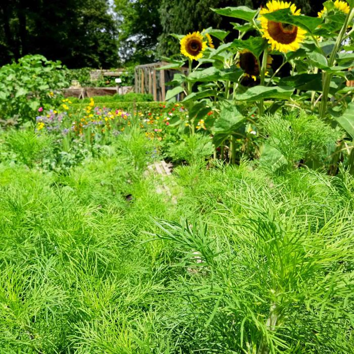 Eberraute und Sonnenblumen im Klostergarten Frauenberg.