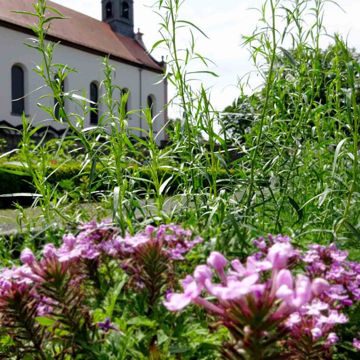 Auch den Estragon schätzen die Franziskaner auf dem Frauenberg zu Fulda.