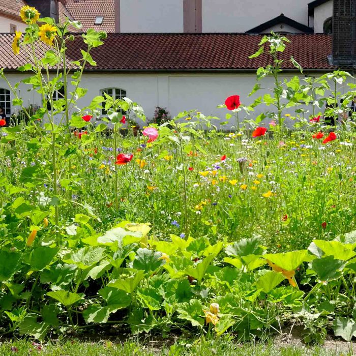 Bunte Beete im Klostergarten Frauenberg