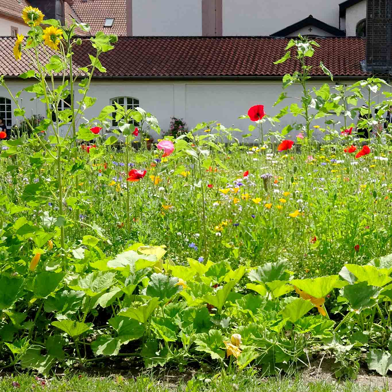 Bunte Beete im Klostergarten Frauenberg