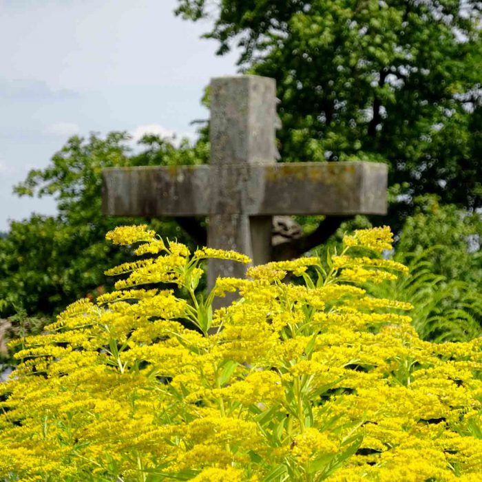 Kanadische Goldrute im Klostergarten Frauenberg