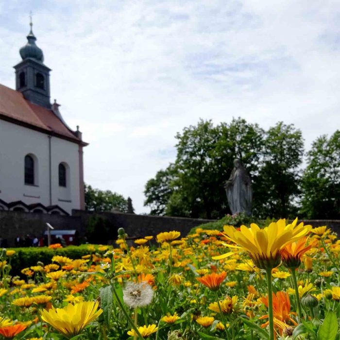 Ringelblumen im Klostergarten Frauenberg