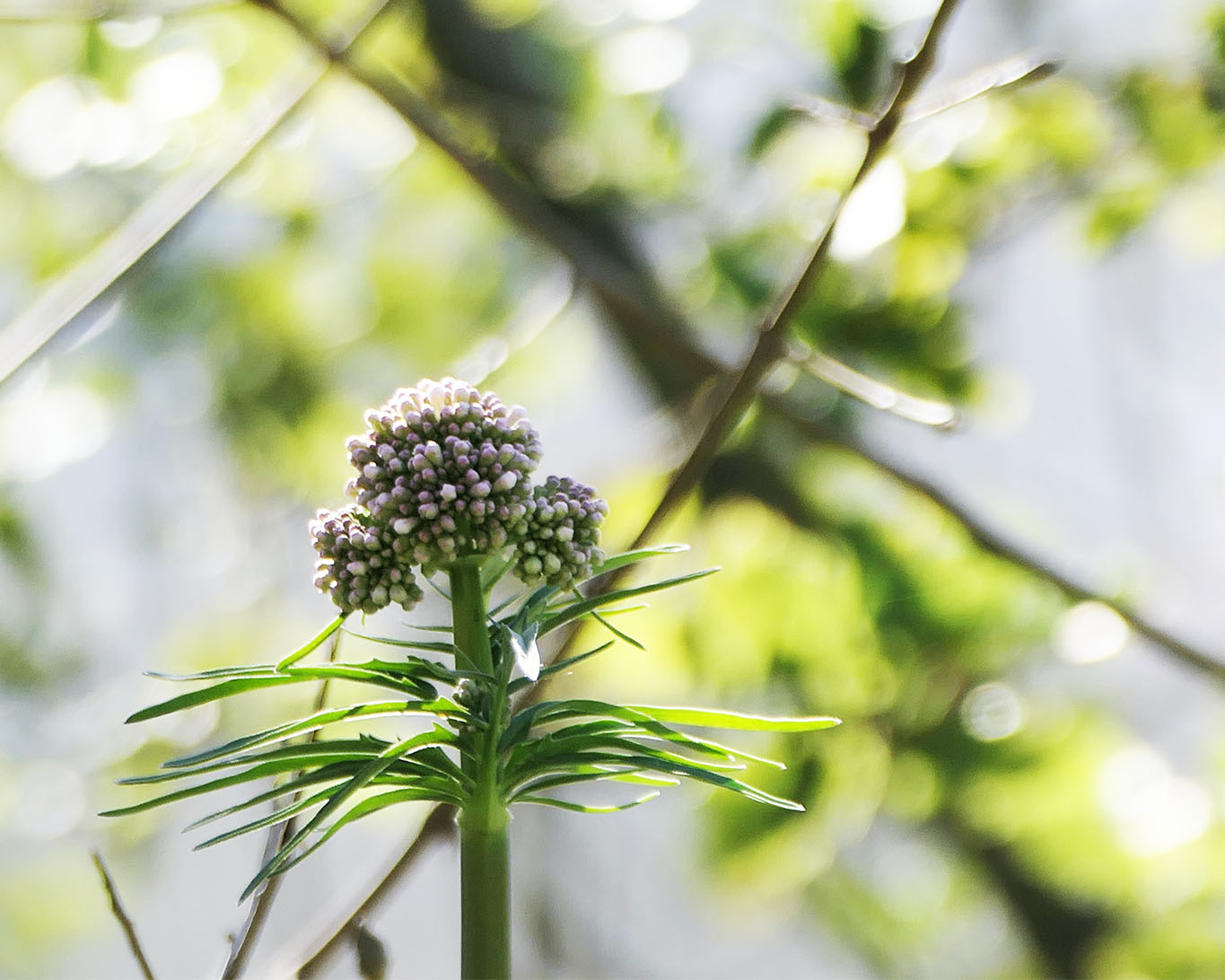 Baldrianblüte geschlossen im Gegenlicht zeigt die beruhigende Wirkung der Wurzeln an.