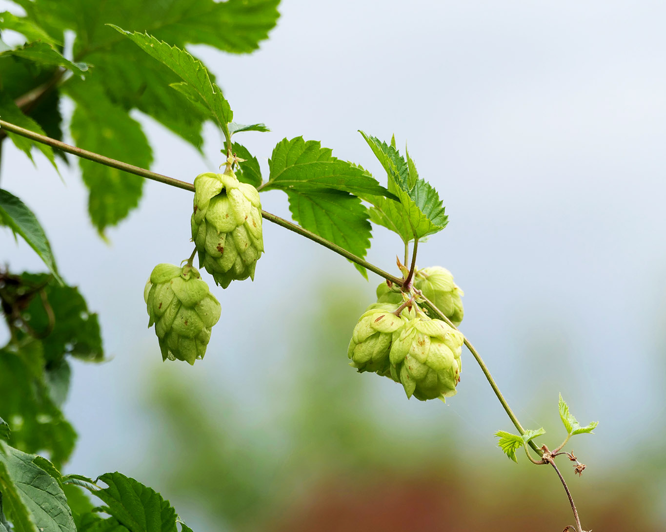 Hopfenranke im Pharmazeutischen Garten der TU Braunschweig.