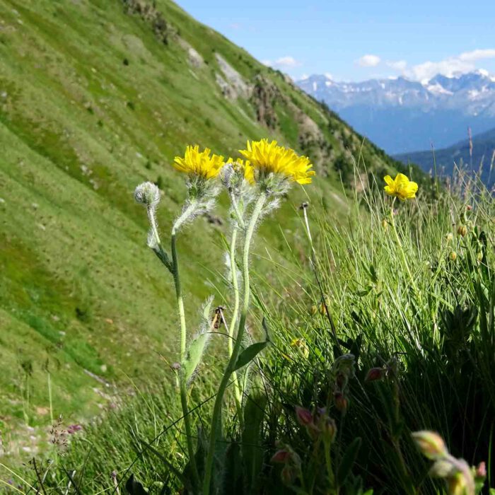 Als schmerzstillendes und entzündungshemmendes pflanzliches Arzneimittel ist die Arnika (Arnica montana L.) bei Haut- und Sportverletzungen hinreichend bekannt.