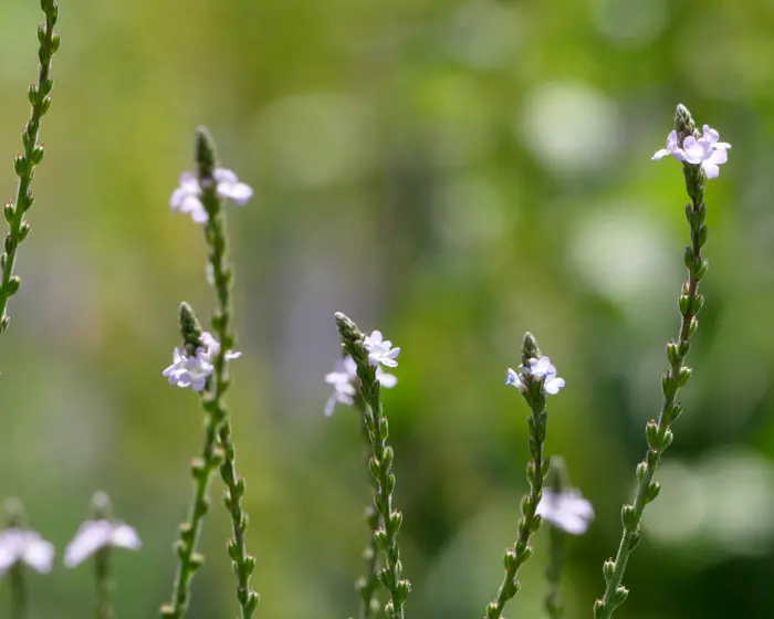 Verbena officinales, das blühende Eisenkraut ist die in der Heilkunde gemeinte Echte Verbene, nach der alle suchen.