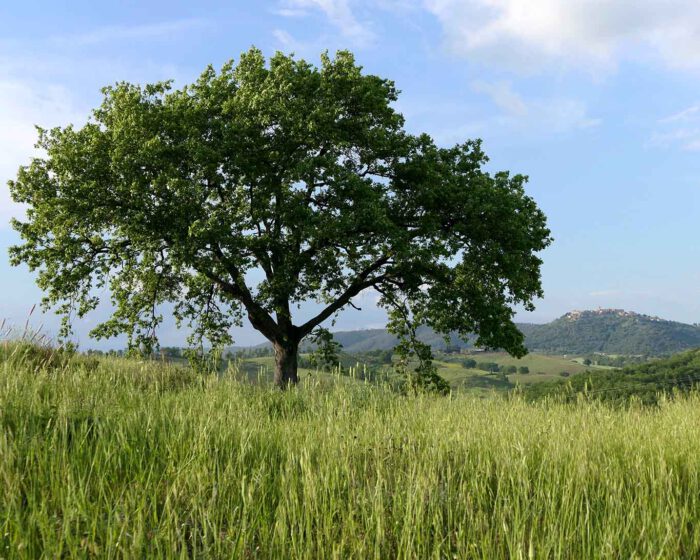 Stilvolle Eiche in der sommerlichen Landschaft der Maremma.