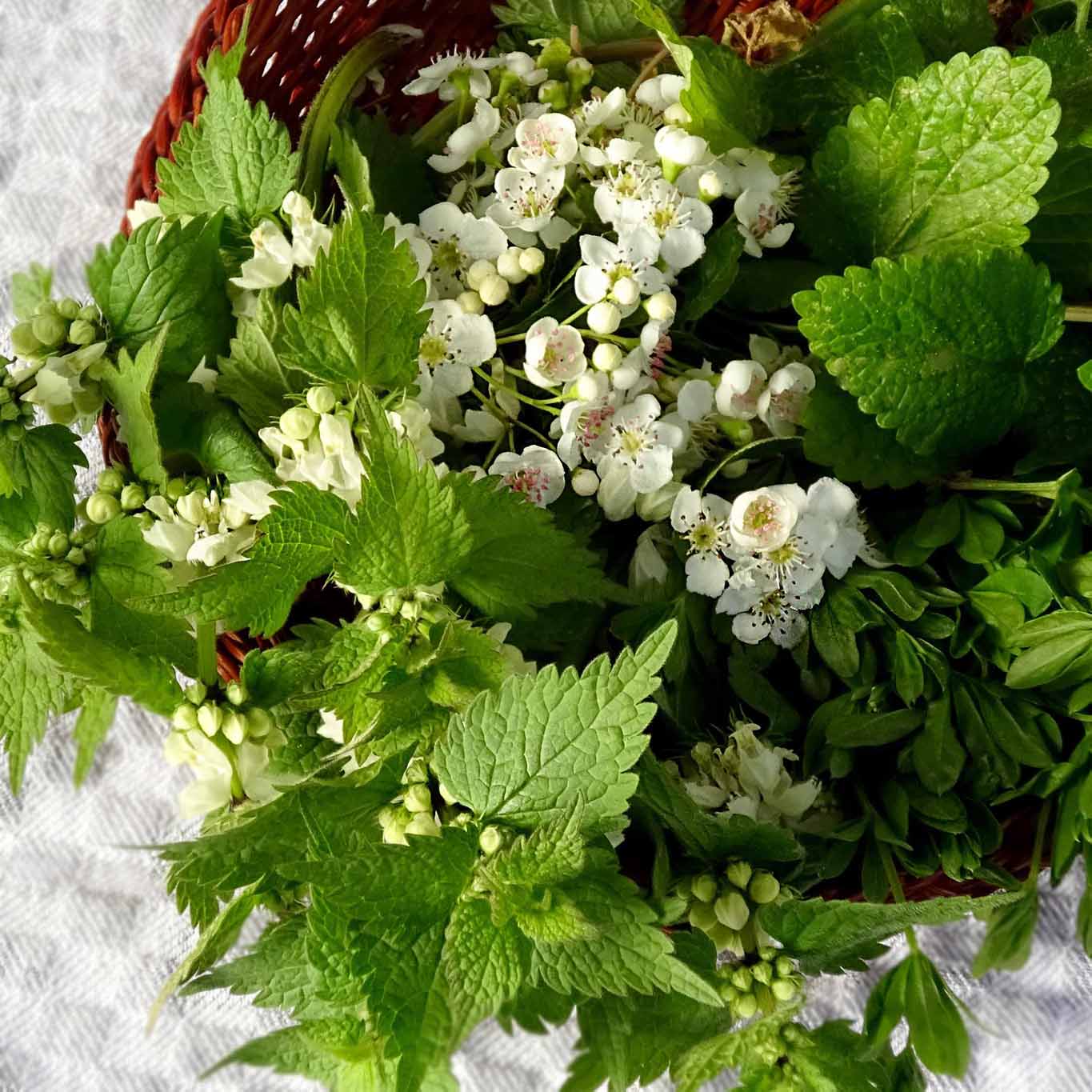 Diese Kräuter gehören im Mai in den Sammelkorb: Weisse Taubnessel, Weissdorn, Melisse und Waldmeister.