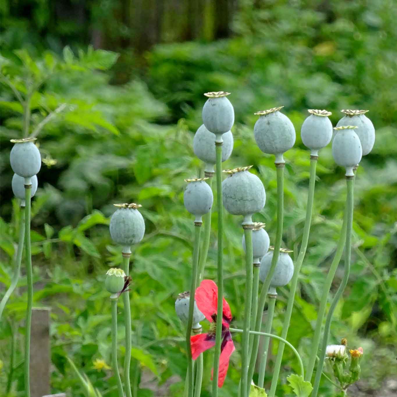 Mohnkapseln in einem Bauerngarten in den rumänischen Karpaten.