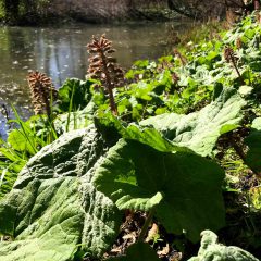 Der Pestwurz ist ein Frühblüher an den Ufern von Gewässern mit riesigen Blättern.