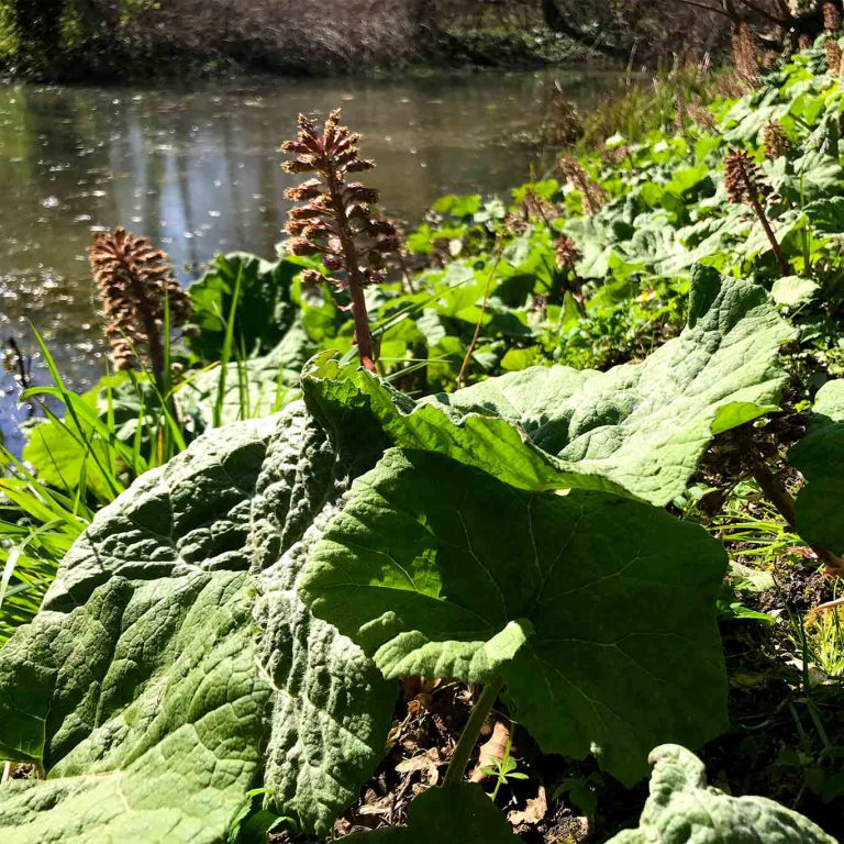 Pestwurz – ihm ist auch nicht zu trauen