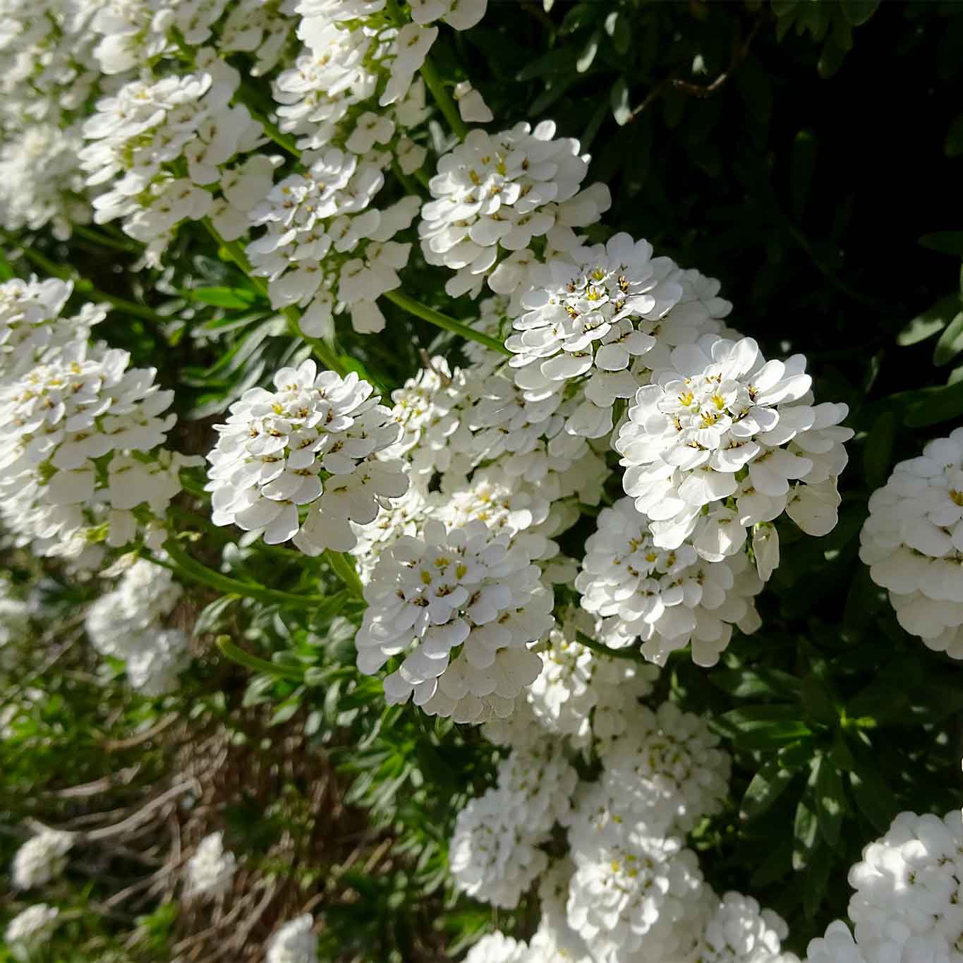 Schleifenblume – wie aus dem Schmuckkästchen