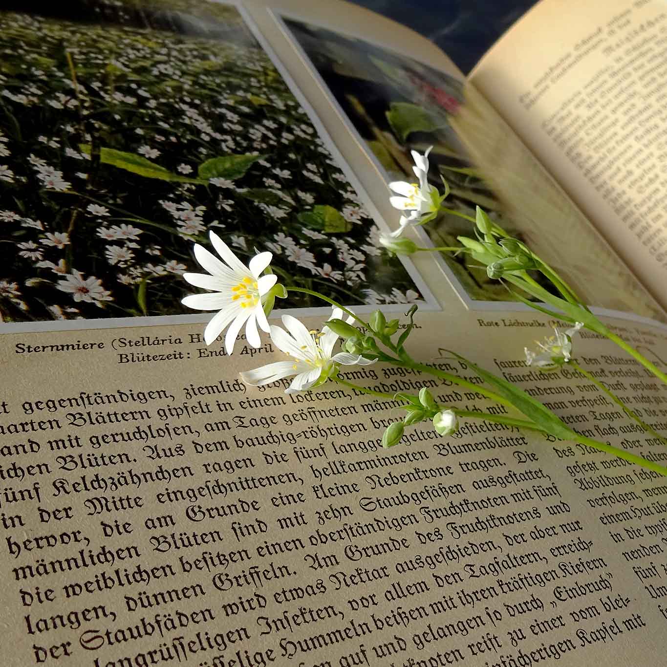 Sternmierenblüte auf altem Pflanzenbuch.
