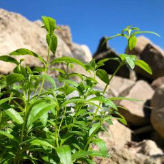 Die Zitornenverbene wird häufig mit der Heilpflanze Verbena officinalis (Echtes Eisenkraut) verwechselt.