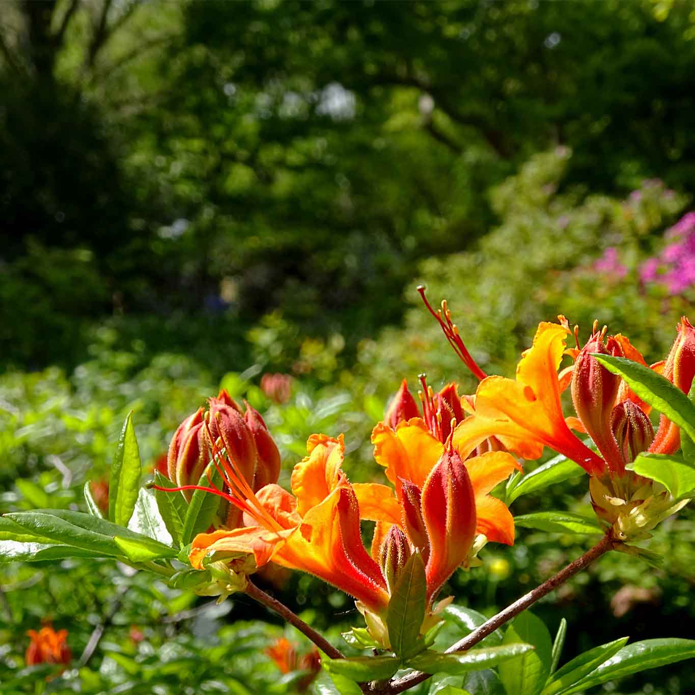Azaleen im Paradies des Berggartens der Herrenhäuser Gärten Hannover.