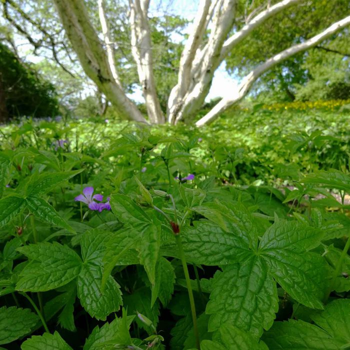 Leuchtende Birkenstämme im Berggarten