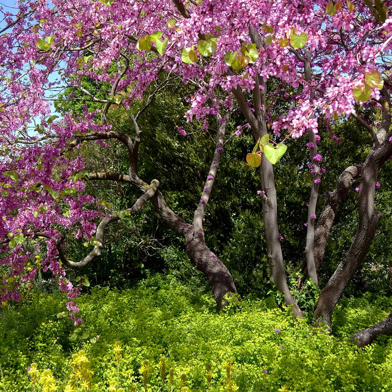 Blütenpracht auch an den Bäumen im Berggarten der Herrenhäuser Gärten Hannover.