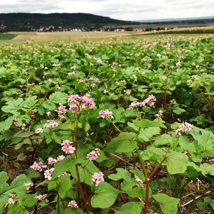 Das Kraut und nicht die Früchte sind das Entscheidende beim Buchweizen in der Verwendung als Heilpflanze.