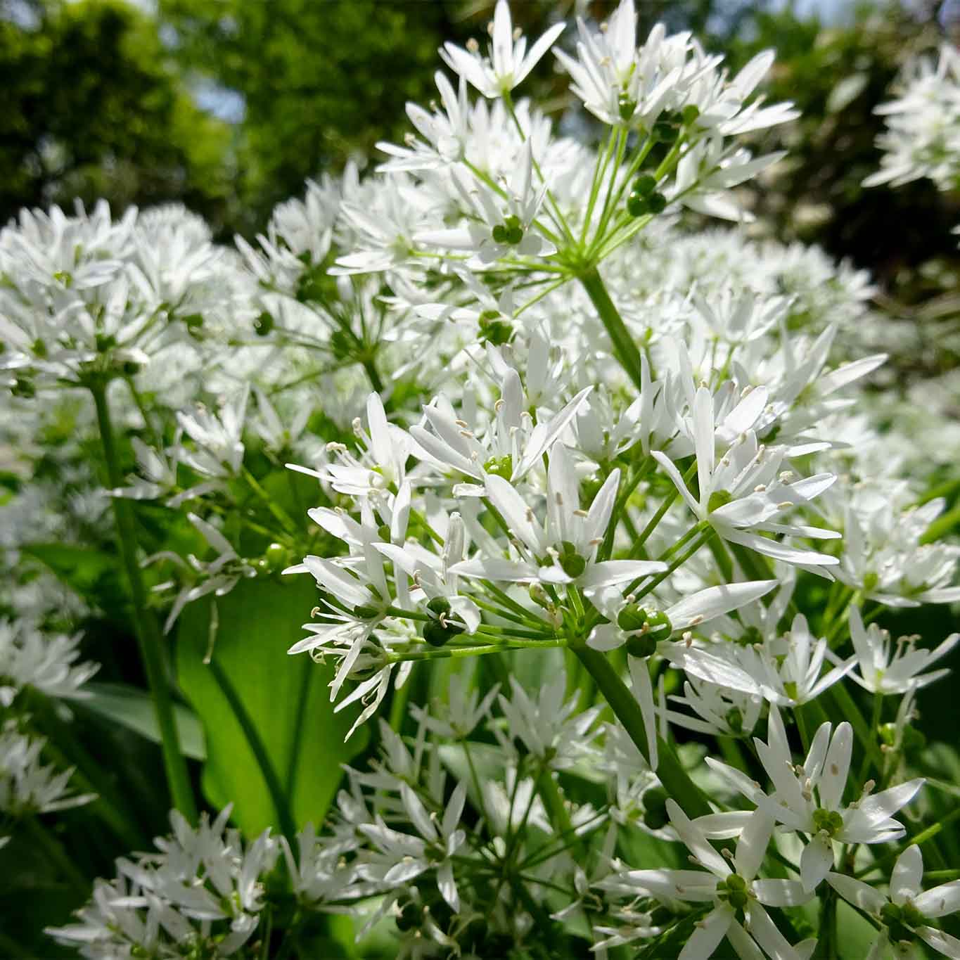 Blühender Bärlauch im Staudengrund