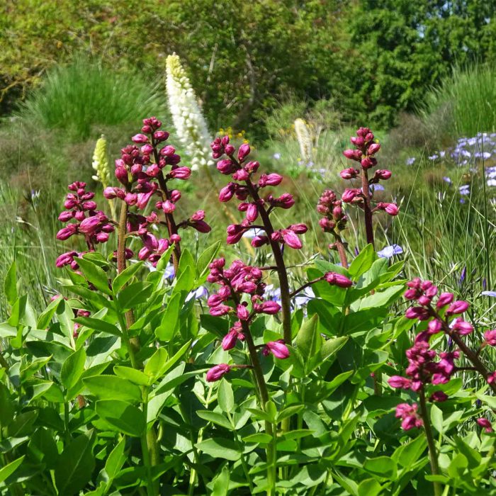 Knospender Diptam im Präriegarten