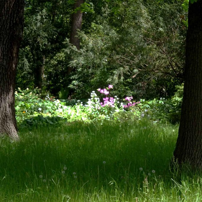 Lichtung im Heidegarten des Berggartens Hannover