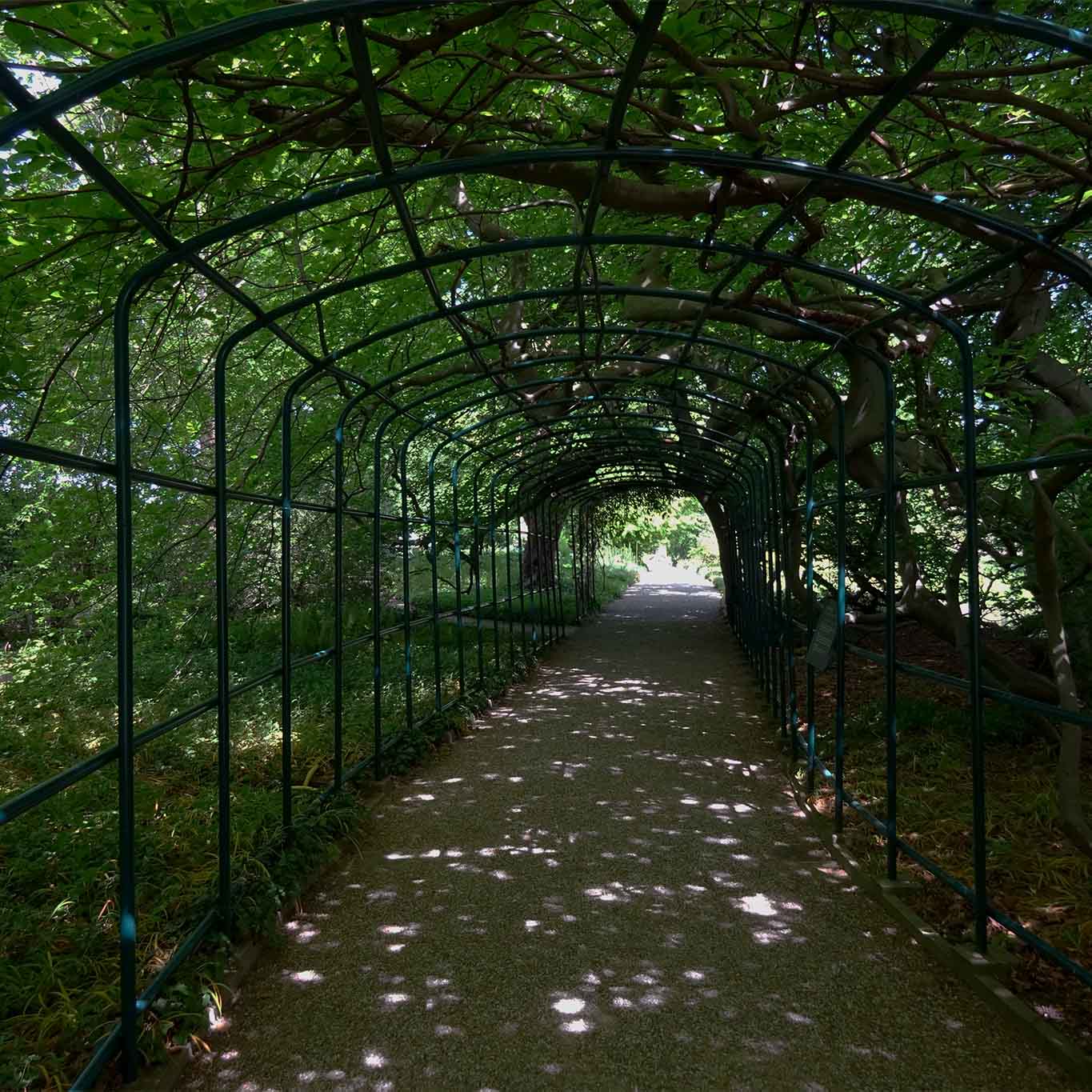 Frischer Schatten im Pergolagang des Berggartens in Hannover.