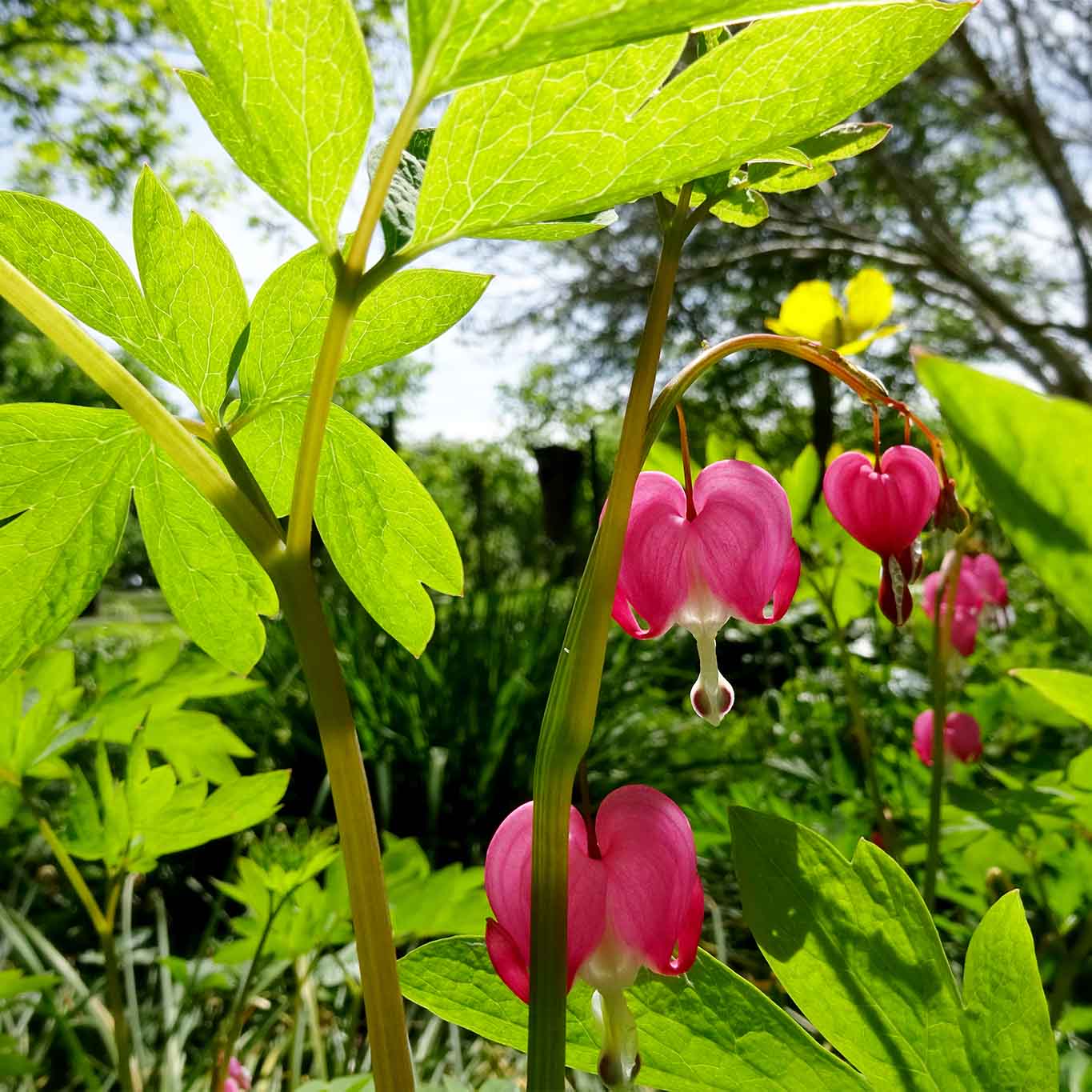 Pfaffenhütchen im Staudengrund der Herrenhäuser Gärten Hannover.