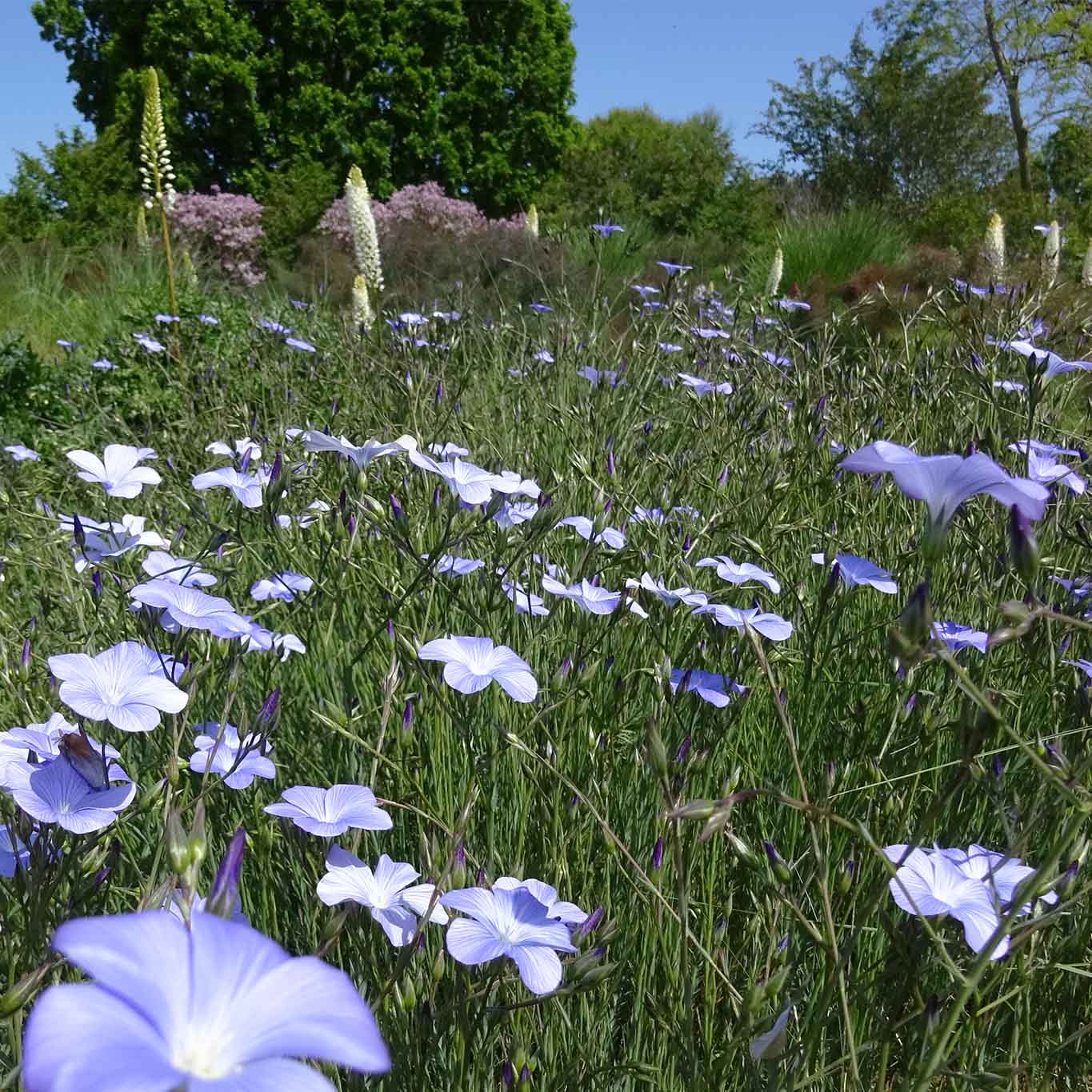 Leinblüten am Steingarten