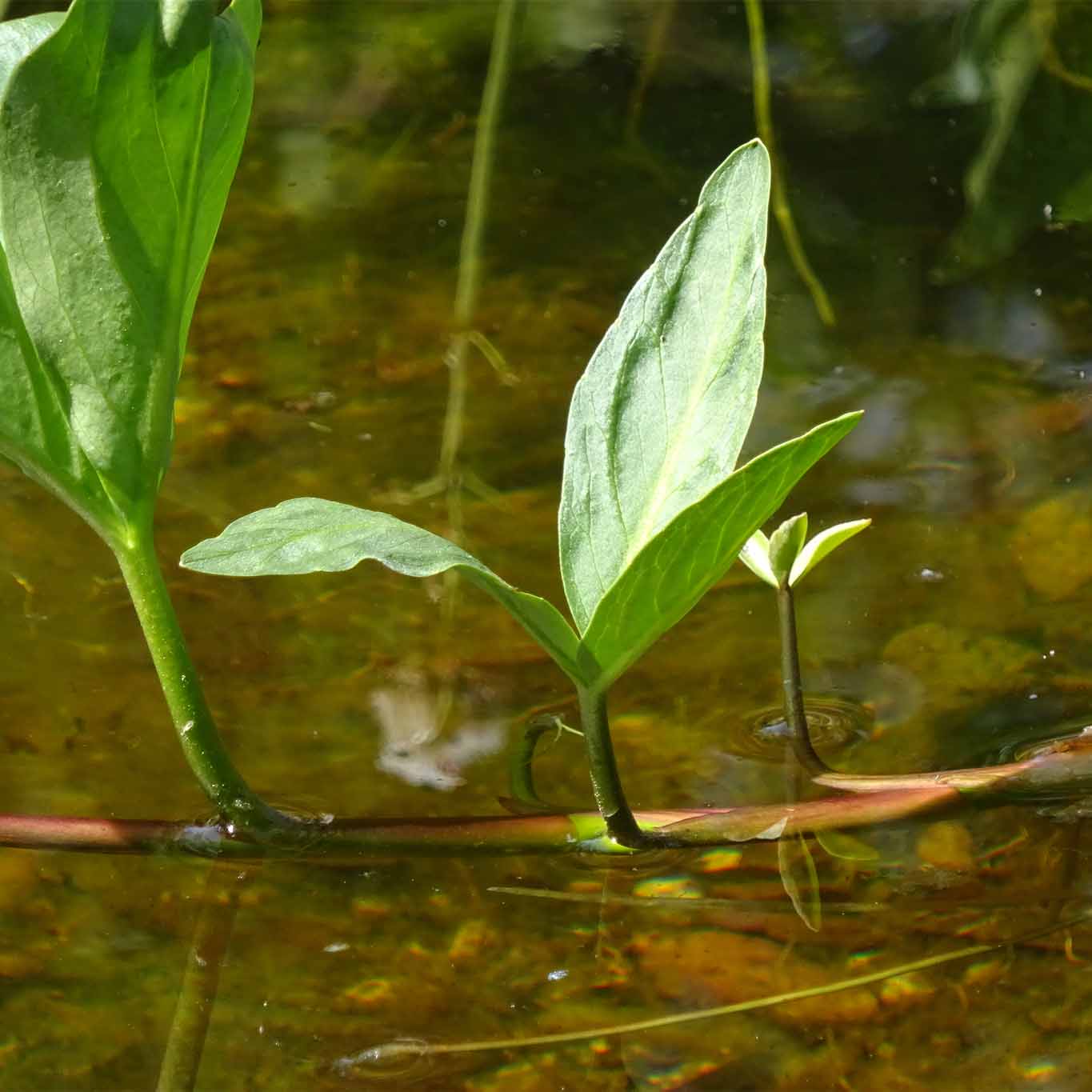 Vorsichtig schiebt sich das Gezweig des Fieberklees durch das sumpfige Wasser.