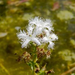 Die kleinen weissen Blüten des Fieberklees laden zum intensiven Betrachten ein.