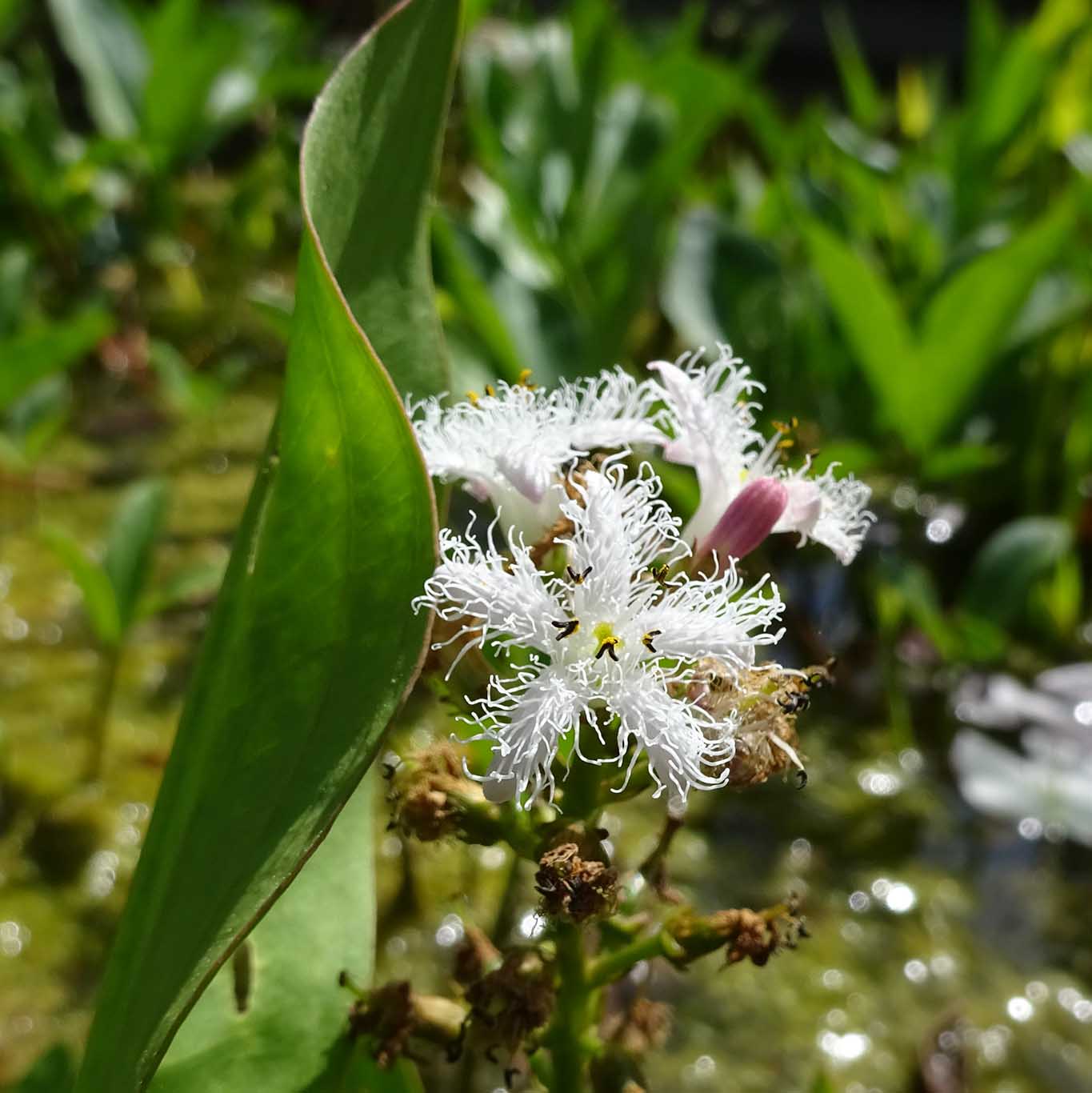 Die filigranen Blüten des Fieberklees sind wahre Kunstwerke der Natur.