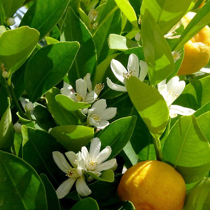 Orangenblüten verströmen einen betörenden Duft nach Yasmin.