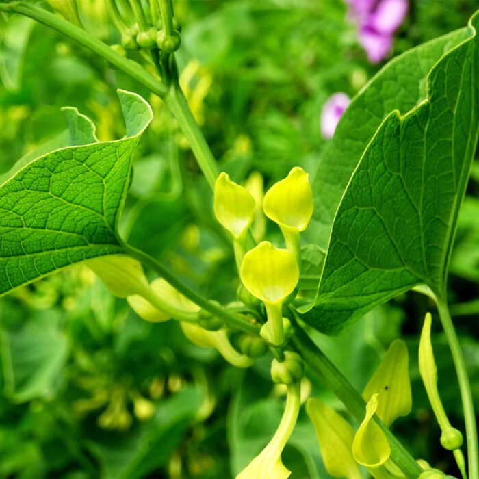 Blätter und Blüten der Osterluzei