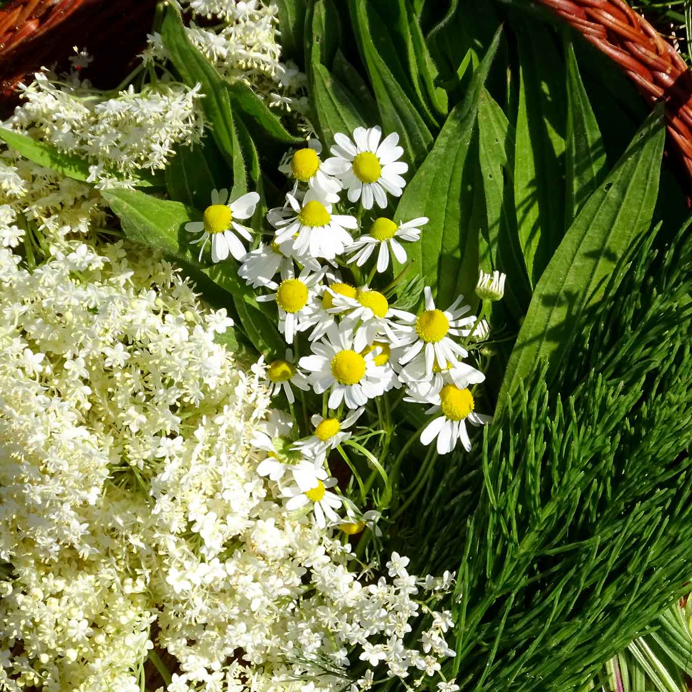 Vorschläge zum Sammeln von Kräutern im Monat Juni: Holunder, Ackerschachtelhalm, Spitzwegerichblätter, Kamillleblüten.
