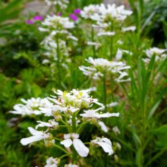 Die Bittere Schleifenblume (Iberis amara) wird als Bittermittel gegen Reizmagen und dyspeptische Beschwerden eingesetzt.