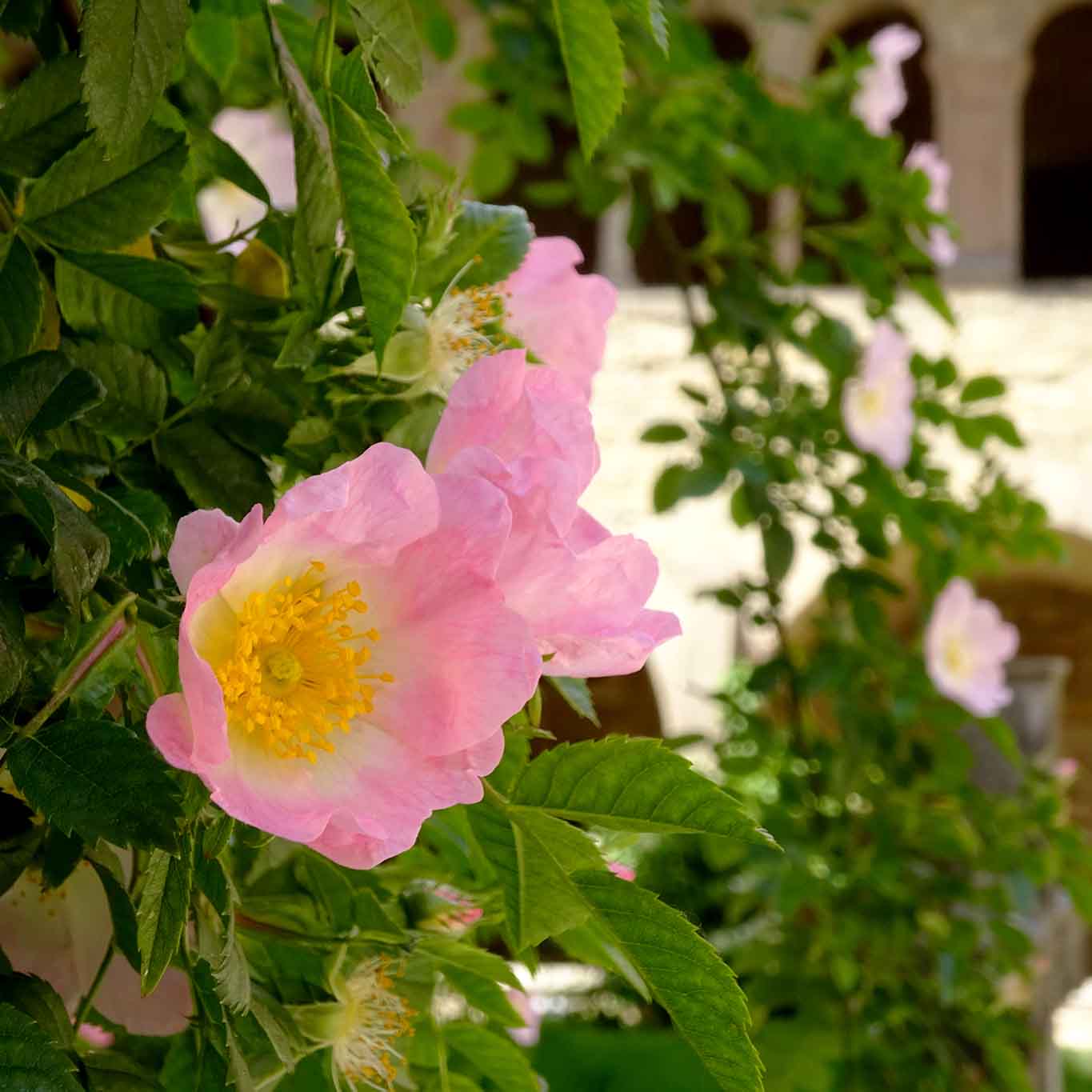 Sieben Tage im Juni dauert die Blüte des tausendjährigen Rosenstockes am Hildesheimer Dom.